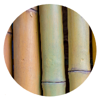 Bamboo Circle